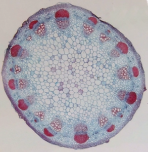 Helianthus Stem Cross Section